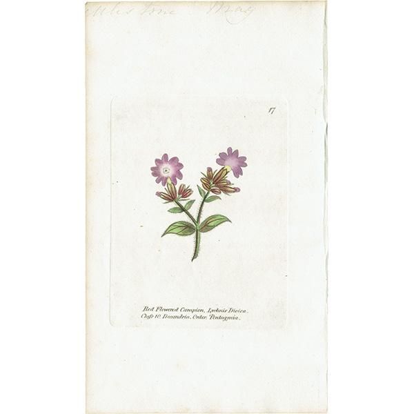 ܥ˥륢 / ʪ Red-Flowered Campion ܥΥΥ ꥹ ƥ 1825ǯ | 1117