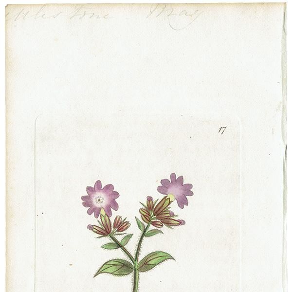 ܥ˥륢 / ʪ Red-Flowered Campion ܥΥΥ ꥹ ƥ 1825ǯ | 1117