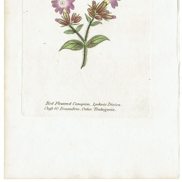 ܥ˥륢 / ʪ Red-Flowered Campion ܥΥΥ ꥹ ƥ 1825ǯ | 1117