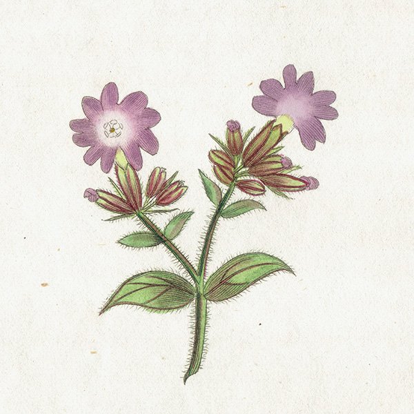 ܥ˥륢 / ʪ Red-Flowered Campion ܥΥΥ ꥹ ƥ 1825ǯ | 1117