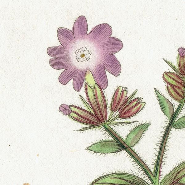 ܥ˥륢 / ʪ Red-Flowered Campion ܥΥΥ ꥹ ƥ 1825ǯ | 1117