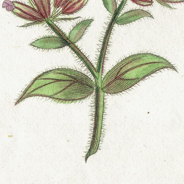 ܥ˥륢 / ʪ Red-Flowered Campion ܥΥΥ ꥹ ƥ 1825ǯ | 1117