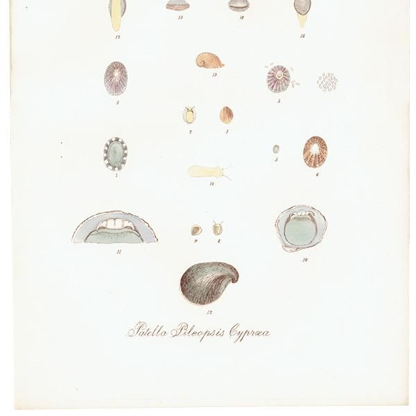 ʪ Patella Pileopsis Cypraea  ƥץ ʪ ɸܲ0209