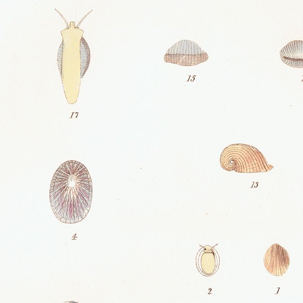 海洋生物 Patella Pileopsis Cypraea 貝 アンティークプリント 博物画 標本画｜0209