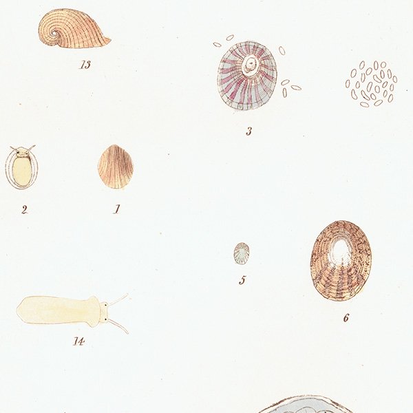 海洋生物 Patella Pileopsis Cypraea 貝 アンティークプリント 博物画 標本画｜0209