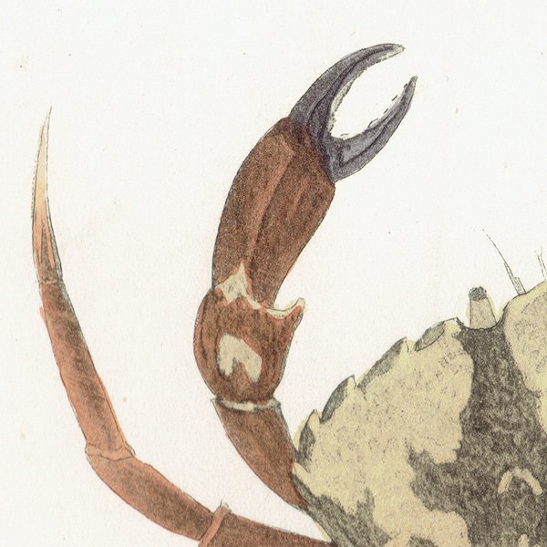 海洋生物 Cancer Maenas カニ アンティークプリント 博物画 標本画｜0212