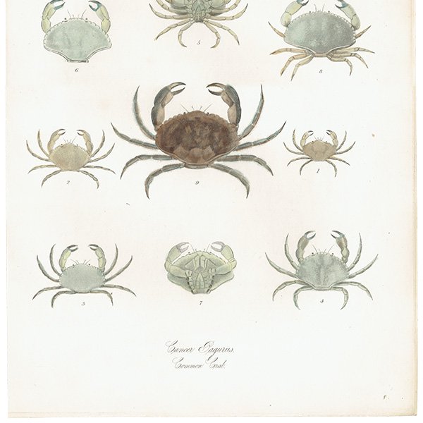 ʪ Cancer Pagurus , Common Crab 衼åѥ祦 ƥץ ʪ ɸܲ0213