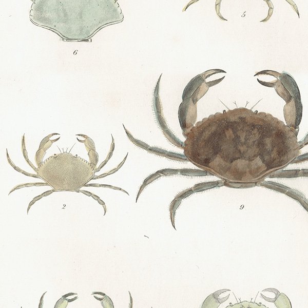 海洋生物 Cancer Pagurus , Common Crab ヨーロッパイチョウガニ アンティークプリント 博物画 標本画｜0213