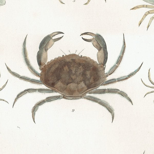 海洋生物 Cancer Pagurus , Common Crab ヨーロッパイチョウガニ アンティークプリント 博物画 標本画｜0213