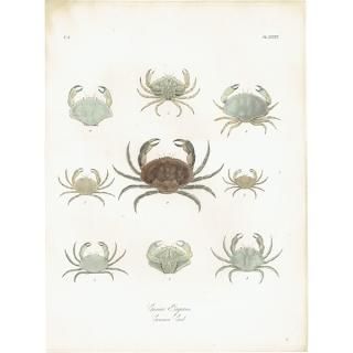 ʪ Cancer Pagurus , Common Crab 衼åѥ祦 ƥץ ʪ ɸܲ0213