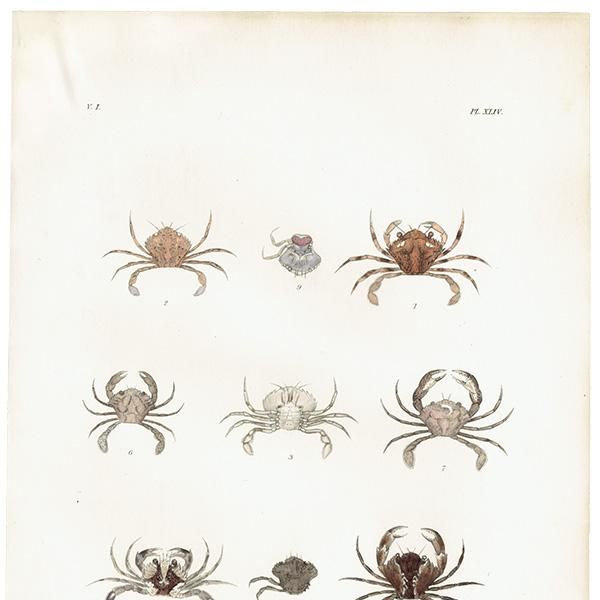 生物細密画画「タカアシガニ」 3/25(土)よりスタート！昆虫細密画の