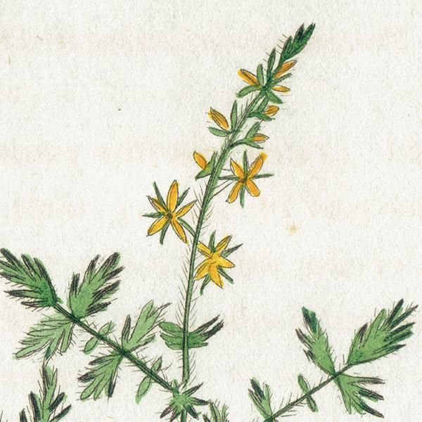 ܥ˥륢 / ʪ Agrimony ˡ / 襦ߥҥ ꥹ ƥ 1825ǯ | 1120