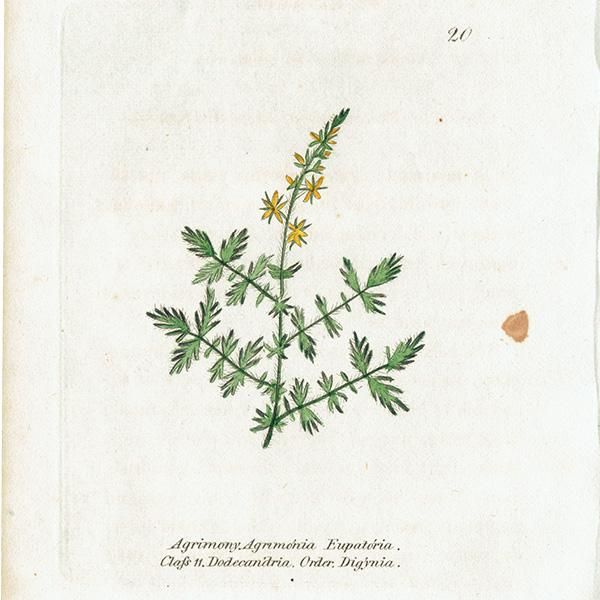 ܥ˥륢 / ʪ Agrimony ˡ / 襦ߥҥ ꥹ ƥ 1825ǯ | 1120