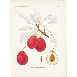 スウェーデン プラム（Plum）の果実学 植物画 アンティーク ボタニカルアート 1924年 1102