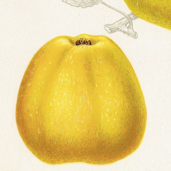 スウェーデン りんご（アップル）の果実学 植物画 アンティーク ボタニカルアート 1924年 1103