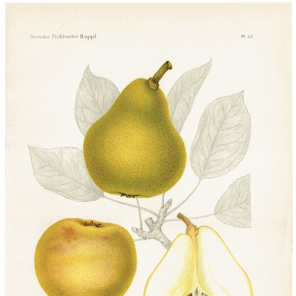 スウェーデン 洋梨（ナシ）の果実学 植物画 アンティーク ボタニカルアート 1924年 1104
