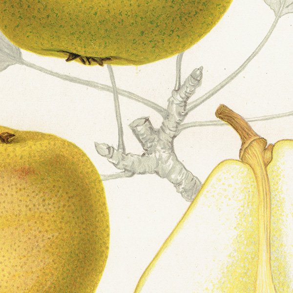 スウェーデン 洋梨（ナシ）の果実学 植物画 アンティーク ボタニカルアート 1924年 1104