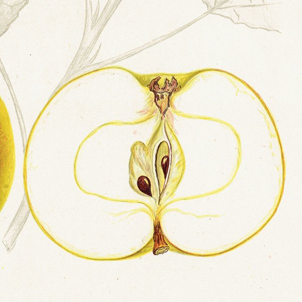 スウェーデン りんご（アップル）の果実学 植物画 アンティーク ボタニカルアート 1924年 1105