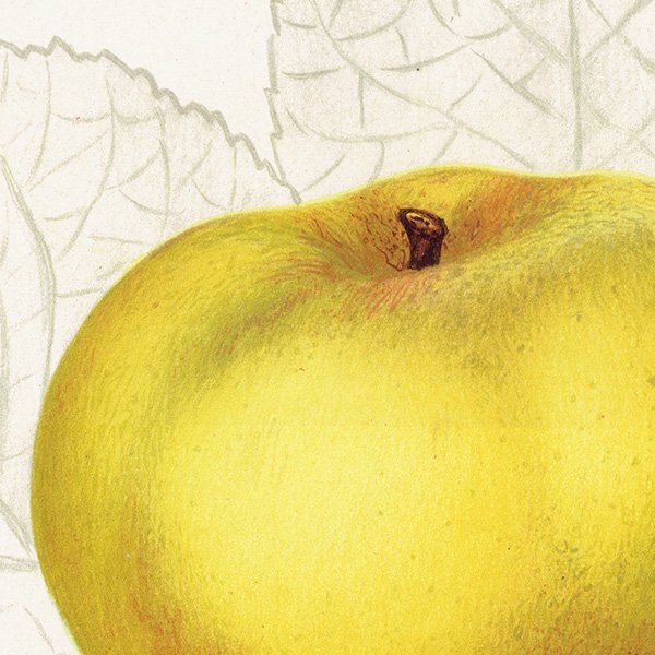 スウェーデン りんご（アップル）の果実学 植物画 アンティーク ボタニカルアート 1924年 1105