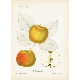 スウェーデン りんご（アップル）の果実学 植物画 アンティーク ボタニカルアート 1924年 1106