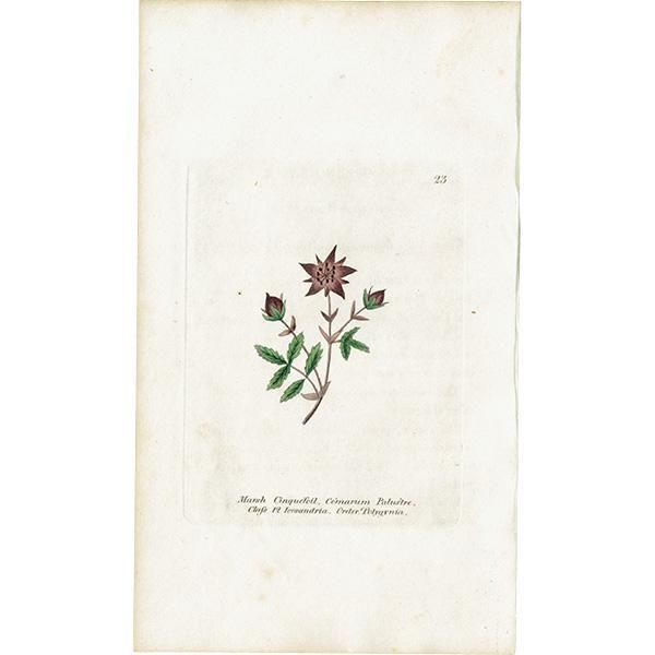 ܥ˥륢 / ʪ Marsh Cinquefoil Хʥ ꥹ ƥ 1825ǯ | 1123