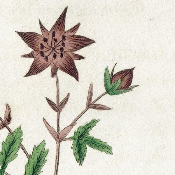 ܥ˥륢 / ʪ Marsh Cinquefoil Хʥ ꥹ ƥ 1825ǯ | 1123