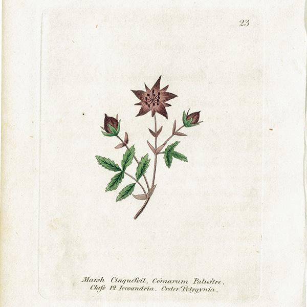 ܥ˥륢 / ʪ Marsh Cinquefoil Хʥ ꥹ ƥ 1825ǯ | 1123