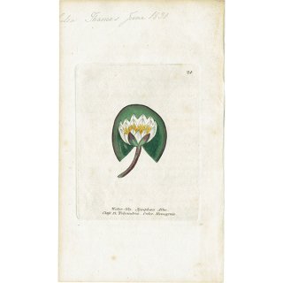 ボタニカルアート / 植物画 Water-Lily セイヨウスイレン（西洋睡蓮） イギリス アンティーク 1825年 | 1124