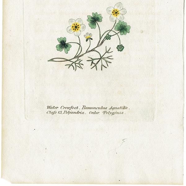 ボタニカルアート / 植物画 Water crowfoot ウォーターバター ボタニカルアート / 植物画 Water crowfoot ウォーターバター