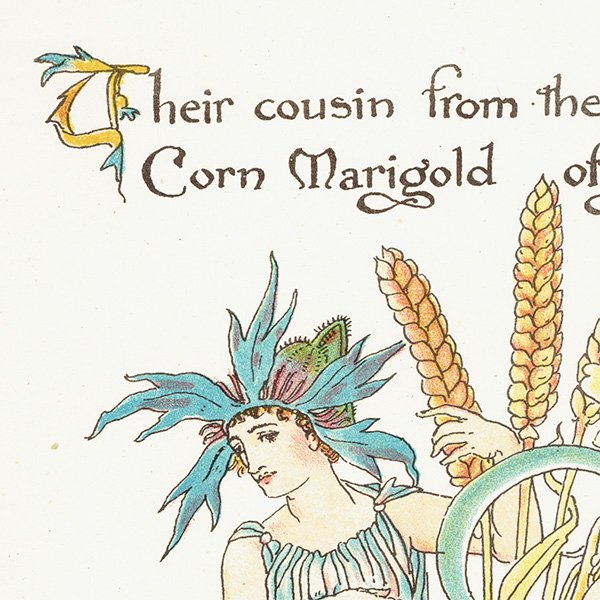 륿쥤 FLORA'S FEASTʥեζ±ˡ 1889ǯ  | ޥ꡼ Corn Marigold