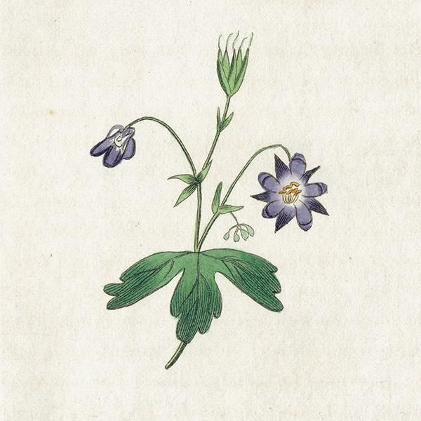 ボタニカルアート / 植物画 Columbine セイヨウオダマキ ボタニカルアート / 植物画 Columbine セイヨウオダマキ