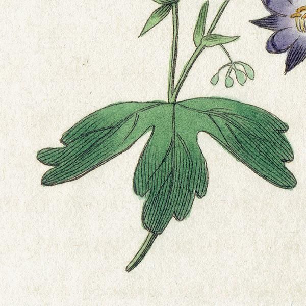 ボタニカルアート / 植物画 Columbine セイヨウオダマキ ボタニカルアート / 植物画 Columbine セイヨウオダマキ