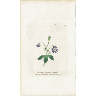 ボタニカルアート / 植物画 Columbine セイヨウオダマキ イギリス アンティーク 1825年 | 1126