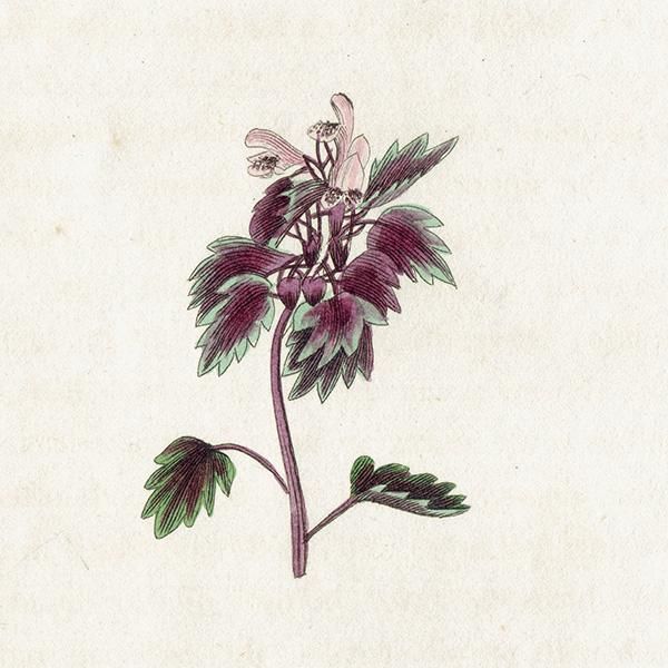 ܥ˥륢 / ʪ Red-Dead Nettle ҥᥪɥꥳ ꥹ ƥ 1825ǯ | 1127