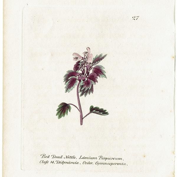 ボタニカルアート / 植物画 Red-Dead Nettle ヒメオドリコソウ