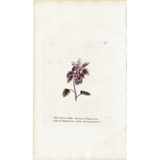 ボタニカルアート（植物画）Botanical アンティーク &amp;amp 