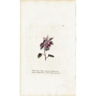 ܥ˥륢 / ʪ Red-Dead Nettle ҥᥪɥꥳ ꥹ ƥ 1825ǯ | 1127