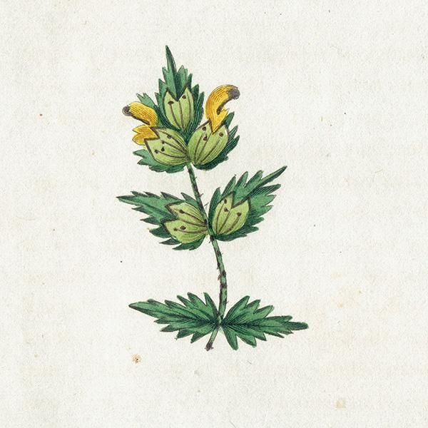 ܥ˥륢 / ʪ Yellow Rattle 饬 ꥹ ƥ 1825ǯ | 1128