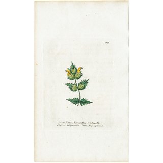 ボタニカルアート / 植物画 Yellow Rattle ガラガラ イギリス アンティーク 1825年 | 1127