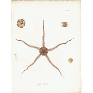 海洋生物 Ophiura Punctata  ヒトデ アンティークプリント 博物画 標本画｜0202