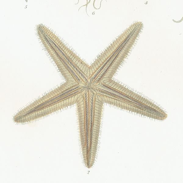 ʪ Asterias Aranciaca  ҥȥ ƥץ ʪ ɸܲ0204