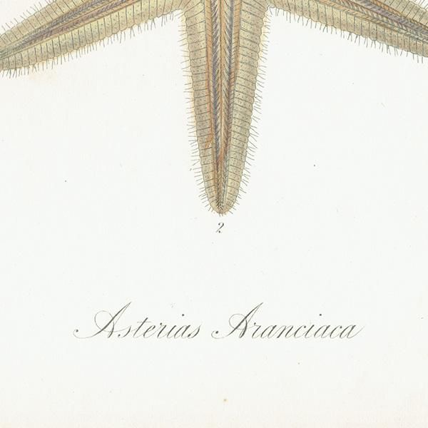 ʪ Asterias Aranciaca  ҥȥ ƥץ ʪ ɸܲ0204