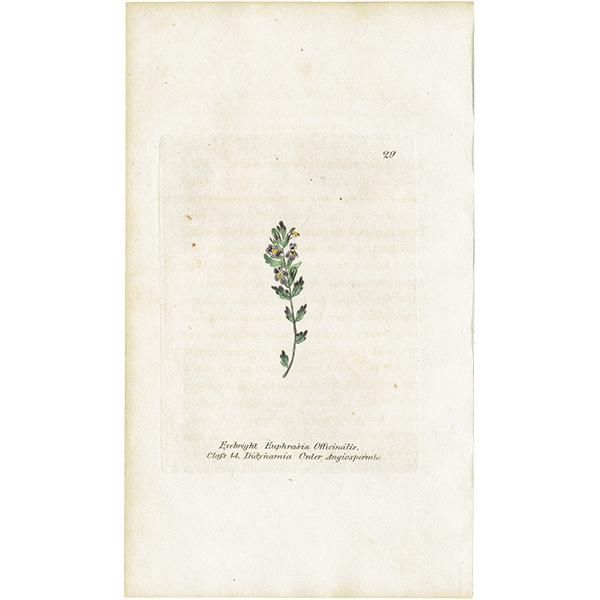 ܥ˥륢 / ʪ Eyebright ֥饤ȡʥ襦ᥰ ꥹ ƥ 1825ǯ | 1129
