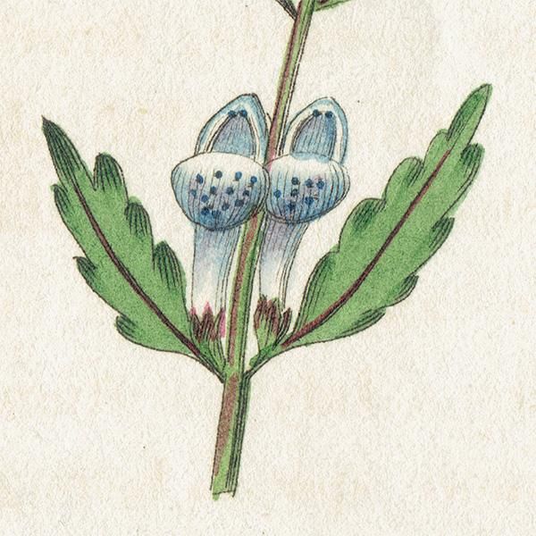 ボタニカルアート / 植物画 Blue Skullcap ブルー・スカル