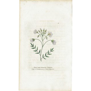 ボタニカルアート / 植物画 Bitter Cress ハナタネツケバナ イギリス アンティーク 1825年 | 1131
