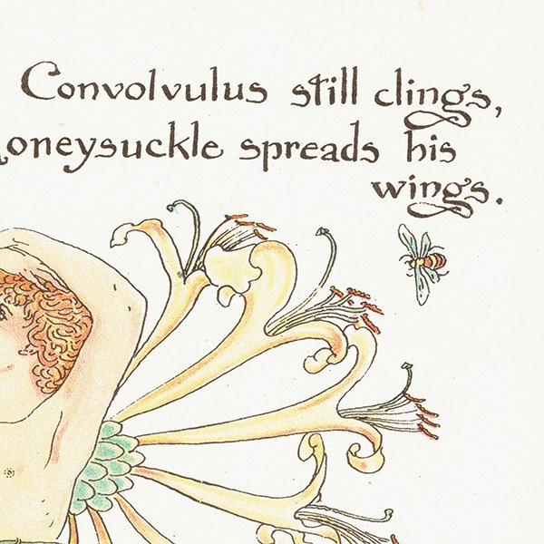 륿쥤 FLORA'S FEASTʥեζ±ˡ 1889ǯ  | ҥ륬ȥ Convolvulus / Honeysuckle
