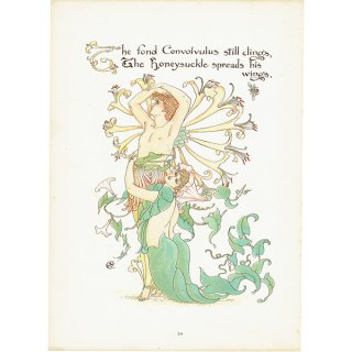 ウォルター・クレイン 「FLORA'S FEAST（フローラの饗宴）」 1889年 初版 | ヒルガオとスイカズラ （Convolvulus / Honeysuckle）