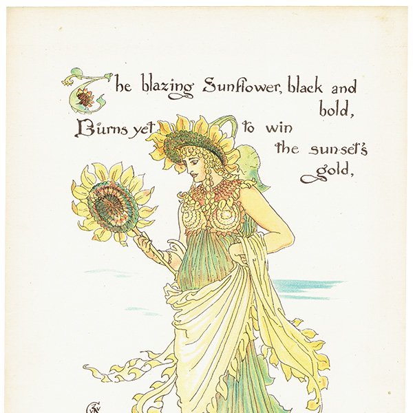륿쥤 FLORA'S FEASTʥեζ±ˡ 1889ǯ  | Ҥޤ Sunflower