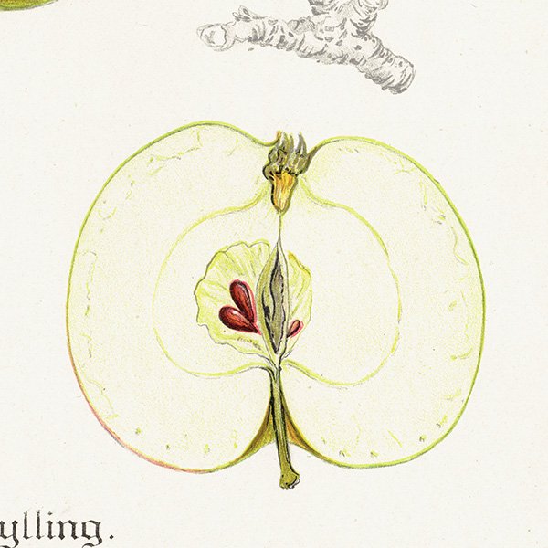 スウェーデン りんご（アップル）の果実学 植物画 アンティーク ボタニカルアート 1924年 1107