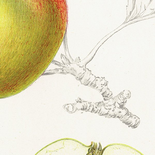 スウェーデン りんご（アップル）の果実学 植物画 アンティーク ボタニカルアート 1924年 1107